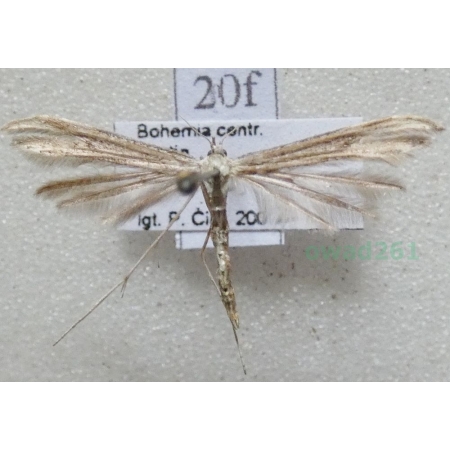 Stenoptilia pterodactyla (Linnaeus, 1761) Piórolotek brązowy Czech20f